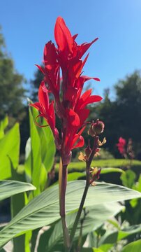 Canna indica, Indian shot, African arrowroot red flowers, vertical video.