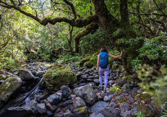 Fototapeta premium A tourist hikes along a riverbedwith big rocks, passing old, mossy, overgrown trees in the jungle. This rainforest is located in São Vicente on the Portuguese island of Madeira.