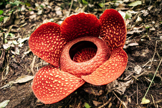 Large red Rafflesia arnoldii flower with thick, textured petals and a central opening surrounded by spikes. Bukkitinggi, West Sumatra, Indonesia