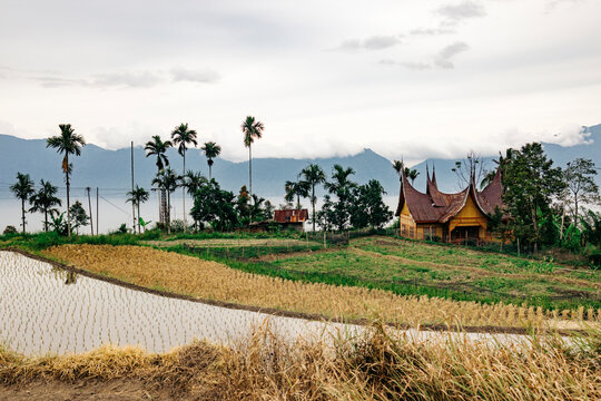 Traditional wooden house, Minang People home, and lush rice fields with palm trees and mountains in the background. Near Danau Maninjau Lake in the Bukittinggi area, West Sumatra, Indonesia