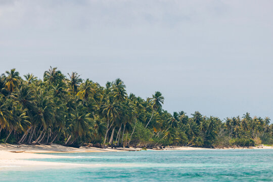 Tropical beach with palm trees lining the sandy shore and clear blue ocean water. Mentawai, West Sumatra, Indonesia
