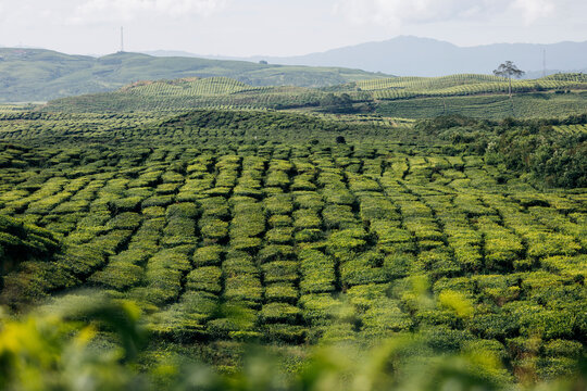 Lush green tea plantation with rolling hills and distant mountains under a cloudy sky. Gunung  Kerinci Volcano in Kayu Aro, Kerinci Regency, Jambi, Indonesia