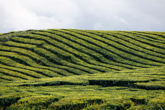 Rolling green tea plantation fields under a cloudy sky. Near Gunung  Kerinci Volcano in Kayu Aro, Kerinci Regency, Jambi, Indonesia