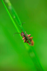 Cute tiny bug sitting on plant