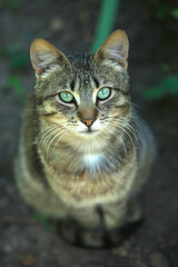 Portrait of cute grey cat