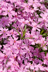 Colorful flowers in summer garden