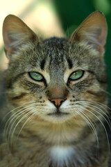 Portrait of cute grey cat