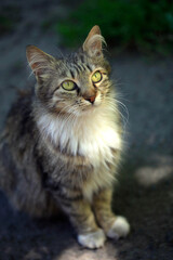 Portrait of cute grey cat