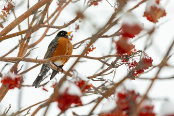 A vibrant robin perched on a tree branch among red winter berries and snow-covered branches. Alberta, Canada