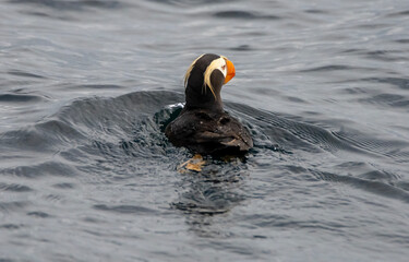 Hornet puffin swimming in the sea in Kenai Fjord National Park