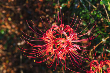 秋の花　朝露に濡れた彼岸花31