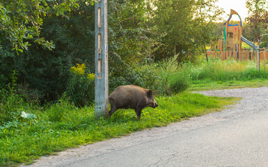 A wild boar crosses a gravel roadside under trees, near a village playground. The image shows...