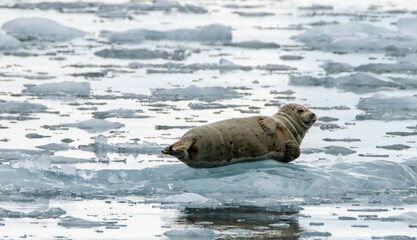 Seal lying over ice in balance