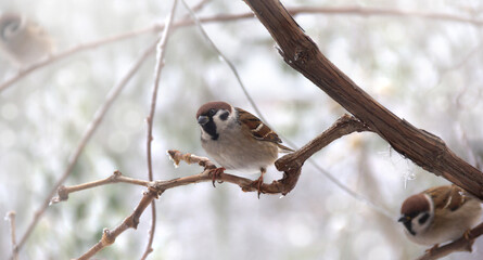 Sparrow on a frosty tree branch in winter with blurred natural background