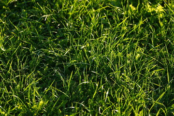 Obraz premium Fresh green grass texture in sunlight, natural summer background 