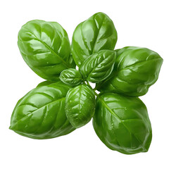 basil isolated on white background
