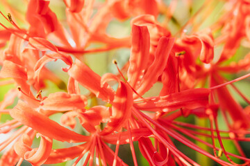 秋の花　赤い彼岸花のアップ05