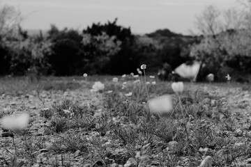 Wildflowers in Texas spring landscape, black and white natural view.