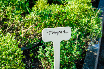 home garden with Thyme plants behind a label.