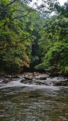 River Flowing Through a Lush Forest, Serene Nature Landscape Scene with Rocks and Greenery