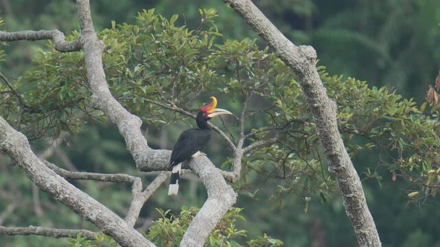 Rhinoceros hornbill (Buceros rhinoceros) big bird on branch birdwatching in the forest.