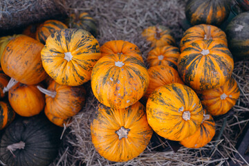 Vibrant Striped Pumpkins on Hay Close-up and Top View
