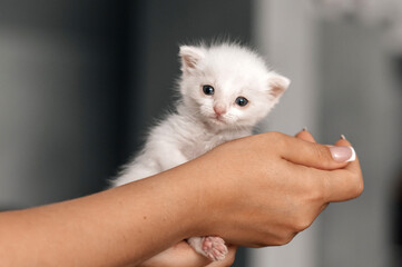 Adorable white kitten cupped in hands with soft fur and blue eyes