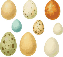 Collection of vector watercolor painted various birds eggs