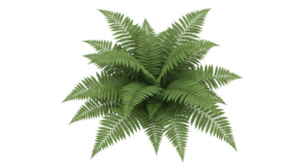 Isolated Lush Green Fern Fronds, Close-Up, Indoor Plant, Potted, Freshness, Growth, Spring, Flora