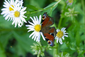 European peacock butterfly (Aglais io) sitting on a daisy in Zurich, Switzerland