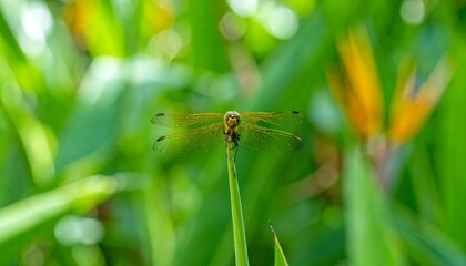 Fototapeta premium Dragonfly rests on green blade, bokeh background of plants and orange flower hints