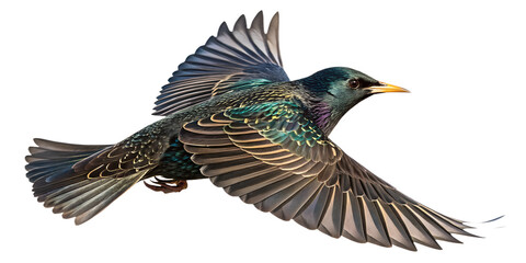 Obraz premium Starling PNG – Realistic Flying Bird on Transparent Background