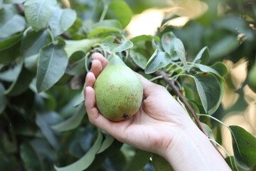 Woman picking pear from tree in garden, closeup