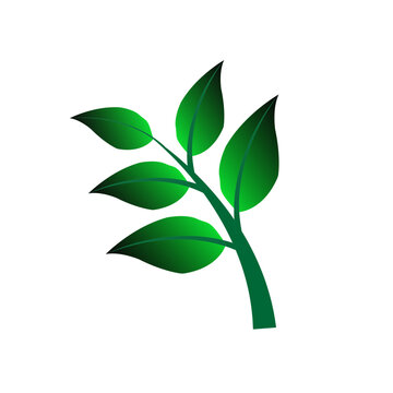 Green leaf isolated on a transparent background