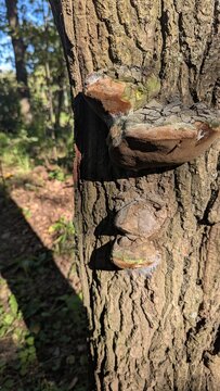 Vertical close-up of large tinder fungus (Fomes fomentarius) growing on a tree trunk in a sunlit forest. Detailed texture of thick chaga shelf mushrooms on rough bark. Wild nature concept.