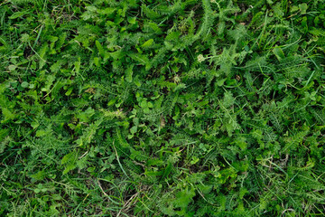 A close up of a green grassy field with a few weeds