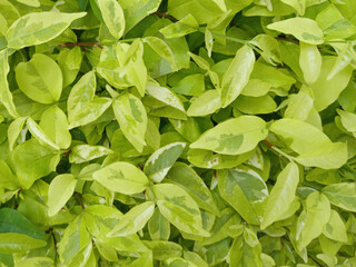 Bright green variegated leaves form a fresh natural background, creating a vibrant and lush texture perfect for nature, garden, and eco themed design concepts.
