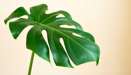 Close-up of a glossy green Monstera leaf with distinct holes on a cream background