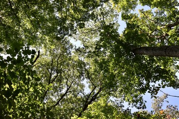 A view of the tall trees in the woods.