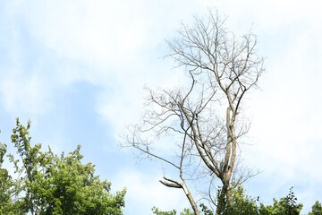 Beautiful trees growing under light blue sky, low angle view