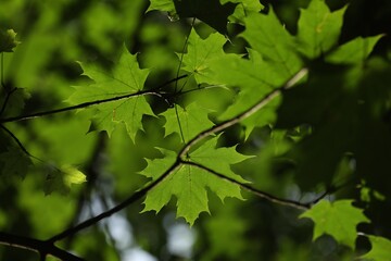 Maple tree branches with green leaves against blurred background, closeup
