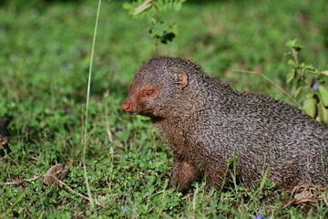 This image captures a Ruddy Mongoose (Urva smithii), a keen-eyed and alert small carnivore, surveying its grassy habitat in a Sri Lankan national park with characteristic reddish-brown fur.