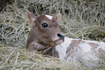 Cute calf cow relaxing in hay on farm.