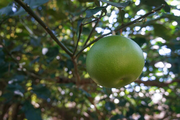 Orange fruit that is still unripe and yellowish green hanging on the tree, with a backdrop of lush green leaves and sunlight                               