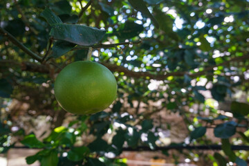 Orange fruit that is still unripe and yellowish green hanging on the tree, with a backdrop of lush green leaves and sunlight                               