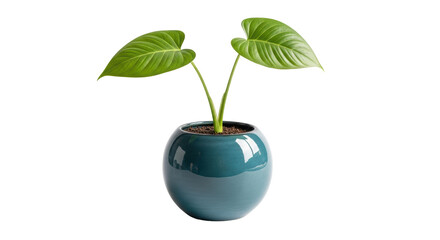Isolated houseplant in a stylish pot, green leaves and organic soil for an indoor lifestyle