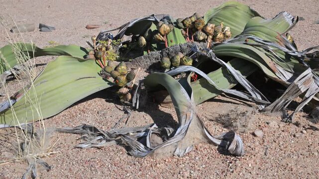 Welwitschia mirabilis.  extreme conditions, Namib desert, female