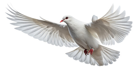 Dove PNG &ndash; Realistic Flying White Dove on Transparent Background
