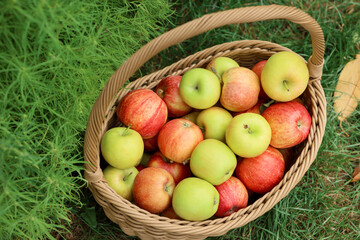 Fresh ripe apples in wicker basket on green grass outdoors, above view