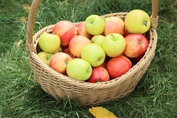 Fresh ripe apples in wicker basket on green grass outdoors, closeup